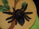 Detail pavouka